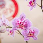 Chậu Hoa Thiết Kế Như Ý 195