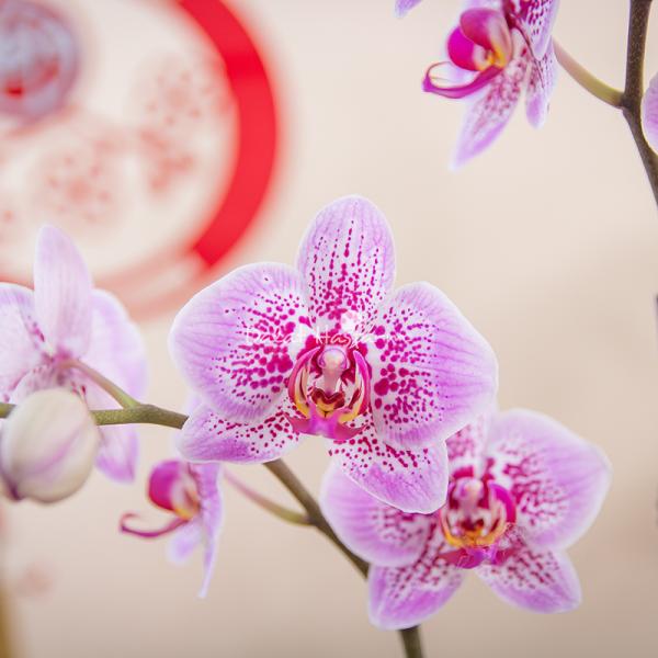 Chậu Hoa Thiết Kế Như Ý 195