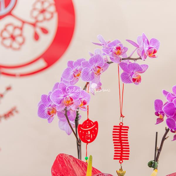 Chậu Hoa Thiết Kế Như Ý 193