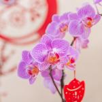 Chậu Hoa Thiết Kế Như Ý 193