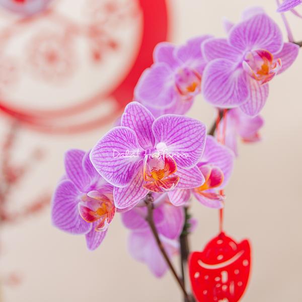 Chậu Hoa Thiết Kế Như Ý 193