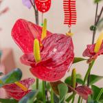 Chậu Hoa Thiết Kế Như Ý 193