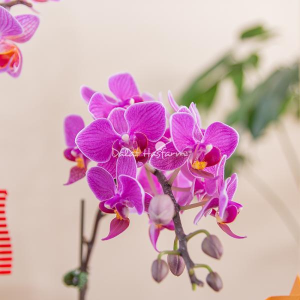 Chậu Hoa Thiết Kế Như Ý 193