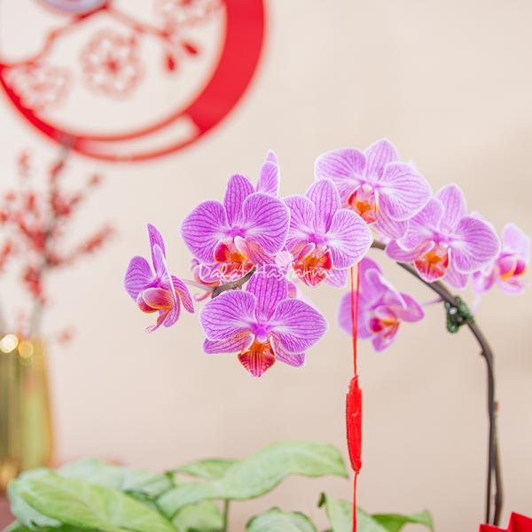 Chậu Hoa Thiết Kế Như Ý 194