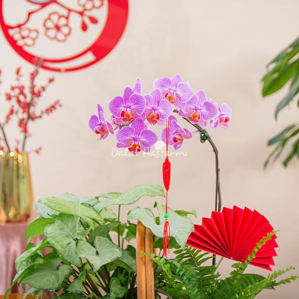 Chậu Hoa Thiết Kế Như Ý 194