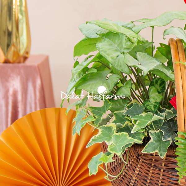 Chậu Hoa Thiết Kế Như Ý 194