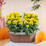 Chậu Hoa Thiết Kế Nắng Ấm 196