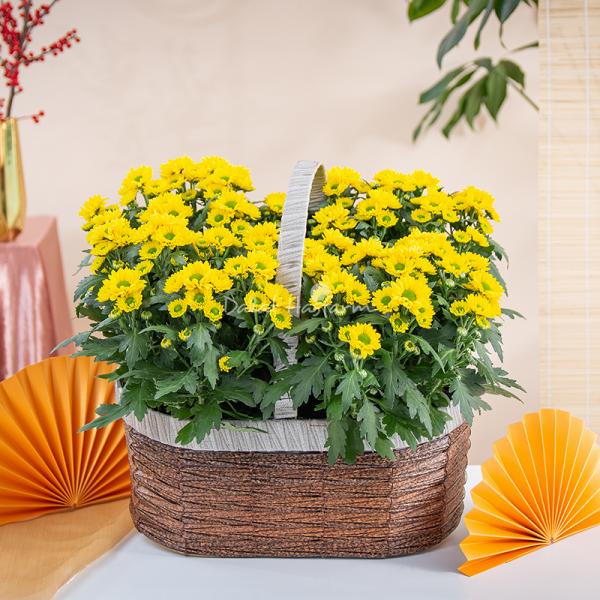 Chậu Hoa Thiết Kế Nắng Ấm 196