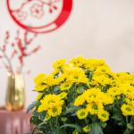 Chậu Hoa Thiết Kế Nắng Ấm 196