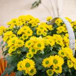 Chậu Hoa Thiết Kế Nắng Ấm 196