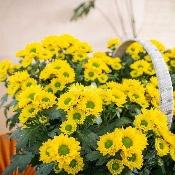 Chậu Hoa Thiết Kế Nắng Ấm 196