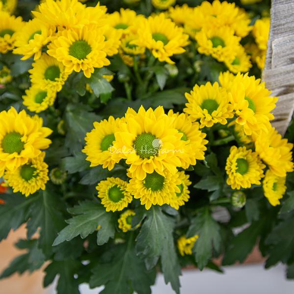 Chậu Hoa Thiết Kế Nắng Ấm 196