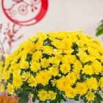 Chậu Sứ Hoa Cúc Hoàn Cầu 199