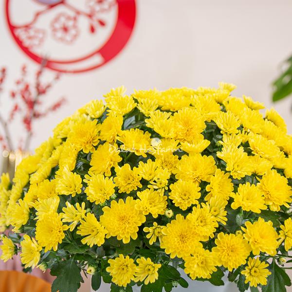 Chậu Sứ Hoa Cúc Hoàn Cầu 199