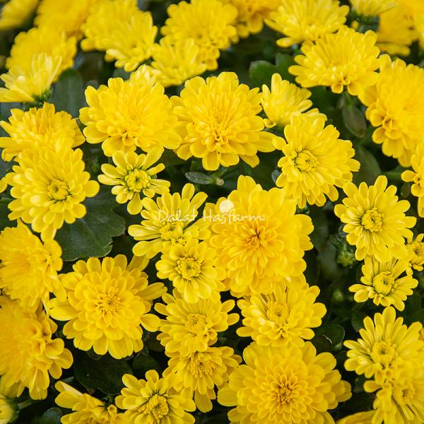 Chậu Sứ Hoa Cúc Hoàn Cầu 199