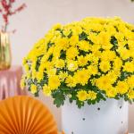 Chậu Sứ Hoa Cúc Hoàn Cầu 199