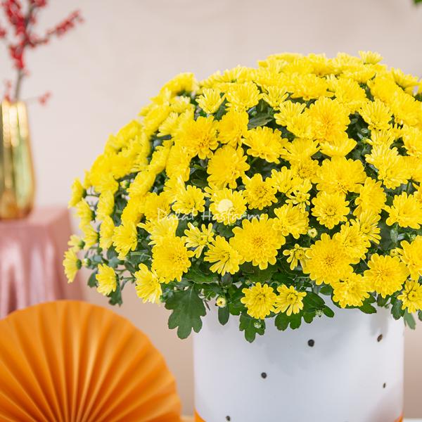 Chậu Sứ Hoa Cúc Hoàn Cầu 199