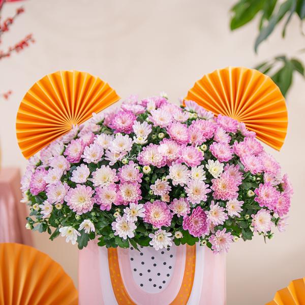 Chậu Sứ Hoa Cúc Hoàn Cầu 199