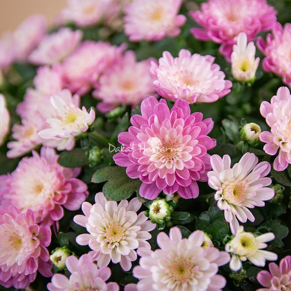 Chậu Giấy Gói Hoa Cúc Hoàn Cầu 145