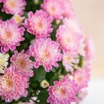 Chậu Giấy Gói Hoa Cúc Hoàn Cầu 145