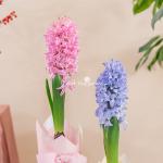 Chậu Giấy Gói Hoa Dạ Lan Hương 125