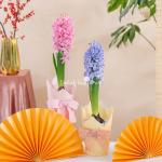 Chậu Giấy Gói Hoa Dạ Lan Hương 125