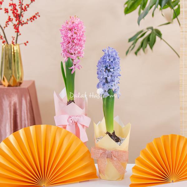 Chậu Giấy Gói Hoa Dạ Lan Hương 125