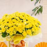 Chậu Giấy Gói Hoa Cúc Hoàn Cầu 145