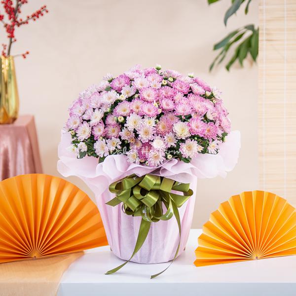 Chậu Giấy Gói Hoa Cúc Hoàn Cầu 145