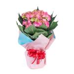 Chậu Giấy Gói Hoa Cẩm Tú Cầu Lớn 141