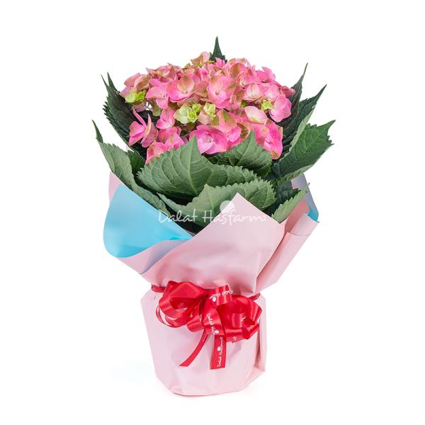 Chậu Giấy Gói Hoa Cẩm Tú Cầu Lớn 141