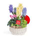 Chậu Hoa Thiết Kế Hương Mùa Xuân 185