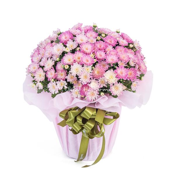 Chậu Giấy Gói Hoa Cúc Hoàn Cầu 145