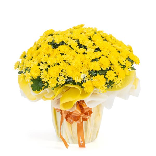 Chậu Giấy Gói Hoa Cúc Hoàn Cầu 145