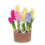 Chậu Hoa Thiết Kế Hương Mùa Xuân 192