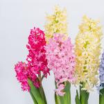 Chậu Hoa Thiết Kế Hương Mùa Xuân 192