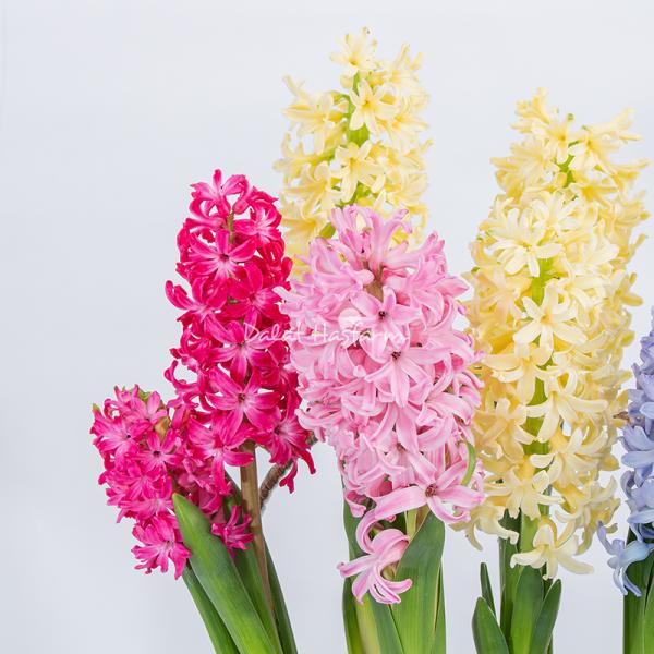 Chậu Hoa Thiết Kế Hương Mùa Xuân 192