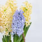 Chậu Hoa Thiết Kế Hương Mùa Xuân 192