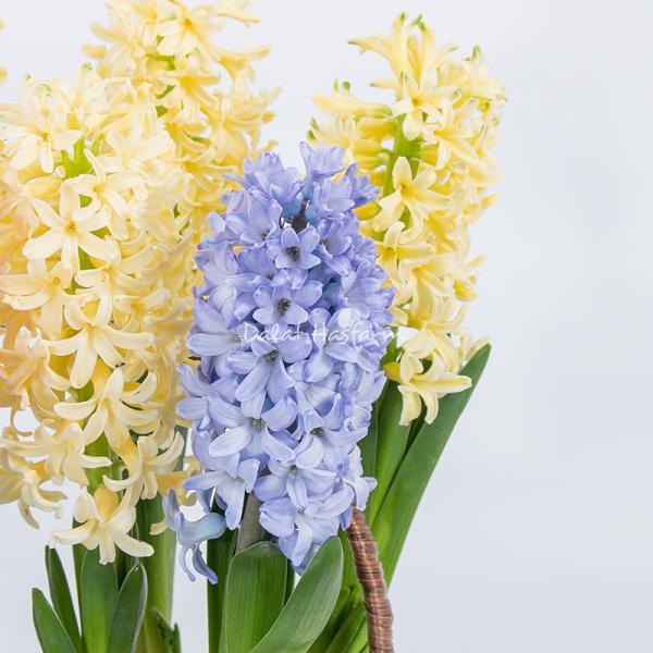 Chậu Hoa Thiết Kế Hương Mùa Xuân 192