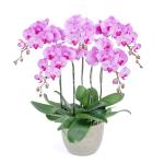 Lan Hồ Điệp Hồng Phát 101