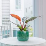 Chậu Sứ Cây Đế Vương 026