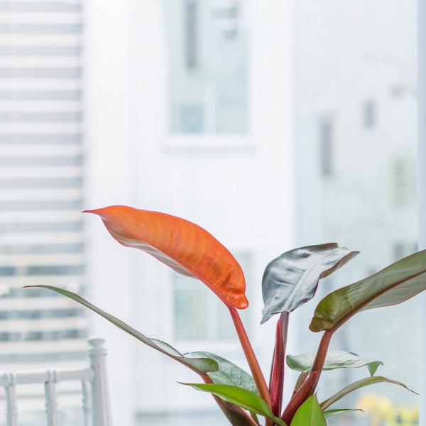 Chậu Sứ Cây Đế Vương 026