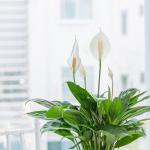 Chậu Sứ Cây Lan Ý 007