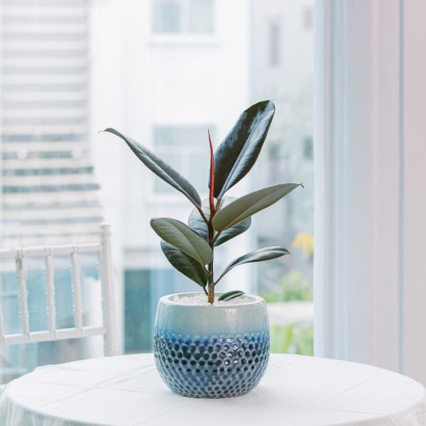 Chậu Sứ Cây Đa Đại Phúc 024