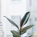 Chậu Sứ Cây Đa Đại Phúc 024