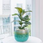 Chậu Sứ Cây Đa Đại Phúc 024