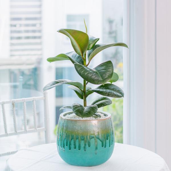 Chậu Sứ Cây Đa Đại Phúc 024