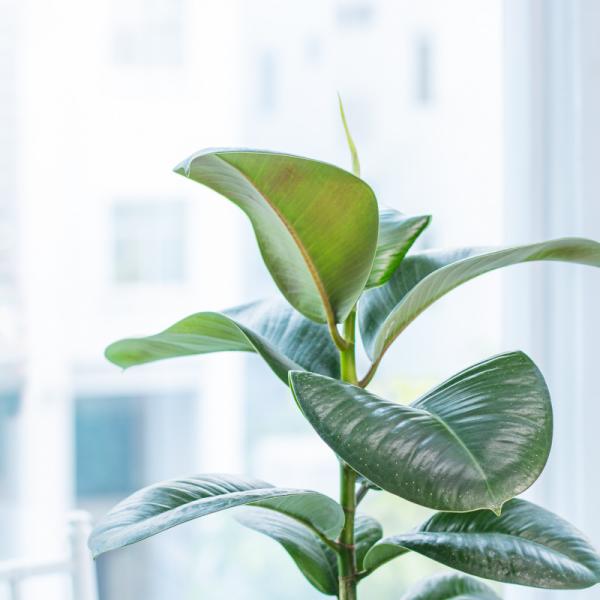 Chậu Sứ Cây Đa Đại Phúc 024