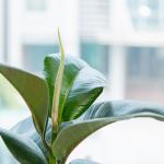 Chậu Sứ Cây Đa Đại Phúc 024