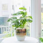 Chậu Sứ Cây Trầu Bà 008